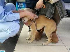 -宠颐生中康贝怡动物医院