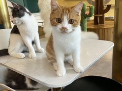 -飞行喵MR PILOT|猫舍·猫咖(静安大融城店)