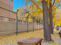 -三里屯东五街银杏大道