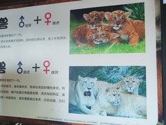 -深圳野生动物园