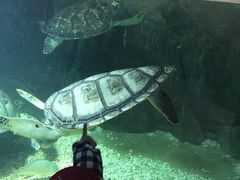 -福州罗源湾海洋世界旅游区