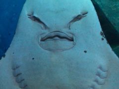 -暹罗海洋世界