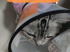 -荔康动物医院(康王北路店)