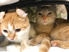 -萌兽医馆·犬猫专科·眼科中心·宠物医院(朝阳门分院)