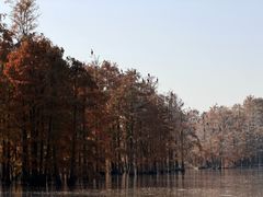 -池杉湖湿地公园