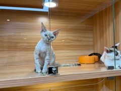 -猫十亿·布偶金渐层·曼基康矮脚猫舍(青年路店)