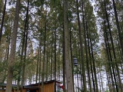 -黄海国家森林公园