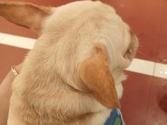 -和它·交个朋友·狗咖猫咖(爱琴海店)