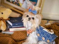 -萌宠之家·腊肠犬·马尔泰·小体犬舍