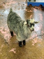 -萌宠亲子动物乐园(槐房万达店)