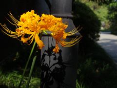-杭州植物园