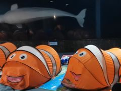 -海合安成都极地海洋公园