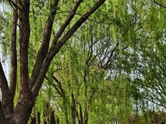 -石家庄市植物园