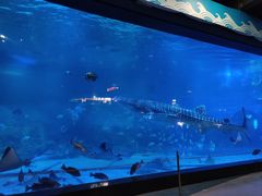 -烟台海昌鲸鲨海洋公园