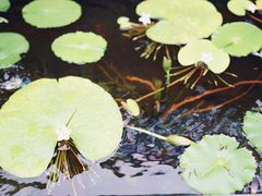 -云里小坐·小院里·团建·宴请·下午茶(三圣乡店)