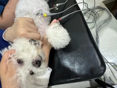 -佩兹宠物医院肿瘤专科·眼科·牙科(黄浦店)