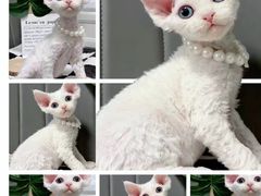 -70cat德文卷毛猫·缅因猫纯种猫舍