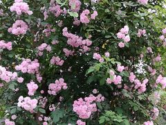 -楠柏弯休闲山庄(梨花溪店)