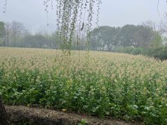 -长兴太湖图影湿地文化园