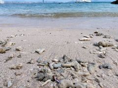 -亚龙湾热带天堂森林公园