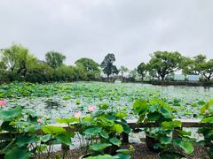 -无锡蠡湖国家湿地公园-蠡园