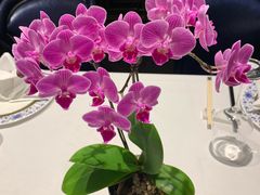 -Yan Ting 宴庭中餐厅(上海静安瑞吉酒店)