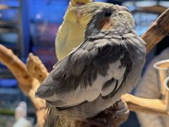 -青石桥花鸟鱼虫市场(叠翠城店)