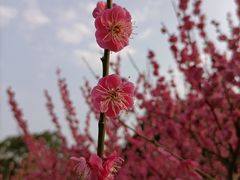 -同里国家湿地公园