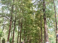 -合肥滨湖国家森林公园