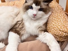 -瞄一喵猫咖(格力海岸店)