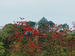-王借岗森林公园