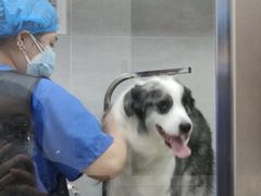 -宠福鑫康馨动物医院·骨科·眼科