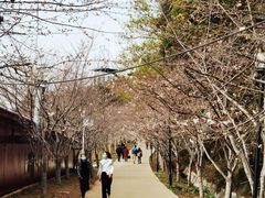 -绵阳盛世樱花悠乐谷