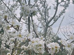 -树山生态村