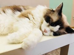 -酷豆宠物咖啡·宠物美食·撸猫馆