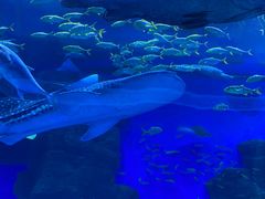 -海合安成都极地海洋公园
