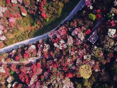 -贵州百里杜鹃风景名胜区