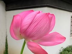 -苏州东山雕花楼宾馆