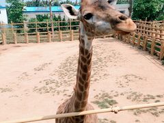 -西霞口神雕山野生动物世界