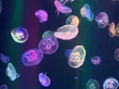 -海合安成都极地海洋公园