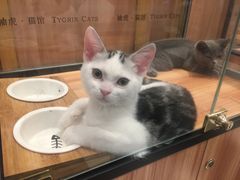 -袖虎·猫馆(体育西路店)