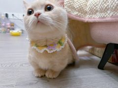 -Bastet sally猫舍购宠(静安店)