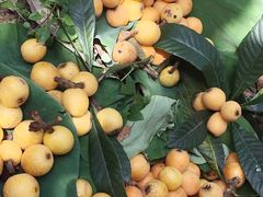 -塘栖枇杷特色园区