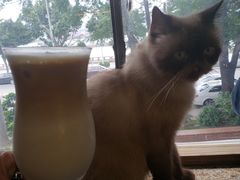 -more than meow吴止猫主题餐厅(承德 中船汇店)