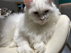 -飞行喵MR PILOT|猫舍·猫咖(静安大融城店)