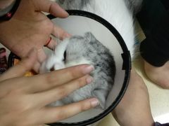-艾贝尔宠物医院 ·内科全科(梁溪路店)