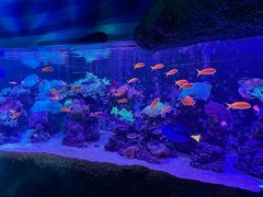 -悉尼海洋生物水族馆