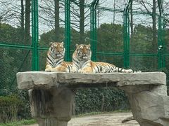 -上海野生动物园老虎餐厅
