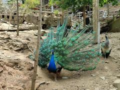 -栾川竹海野生动物园