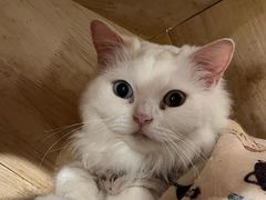 -楼上猫咖(罗湖店)